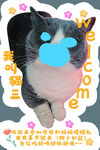 可爱猫咪