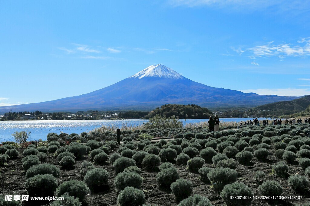 富士山下的绿植景观