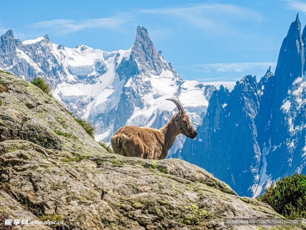 高山岩羊栖息壮丽雪山间