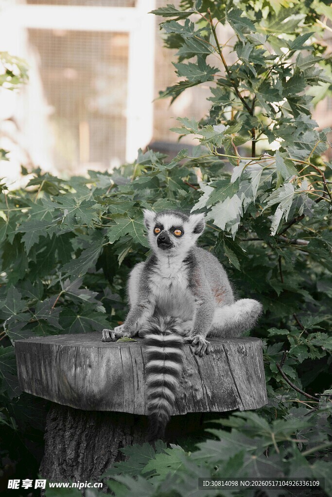 狐猴坐于绿植间