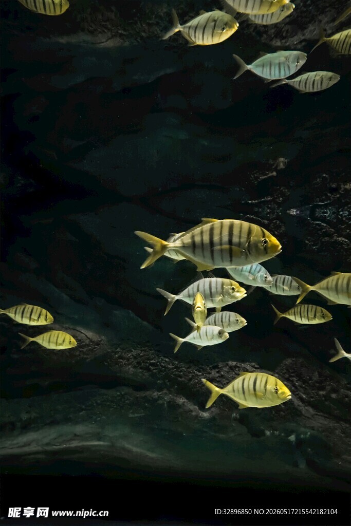 海洋中游动的多彩小鱼