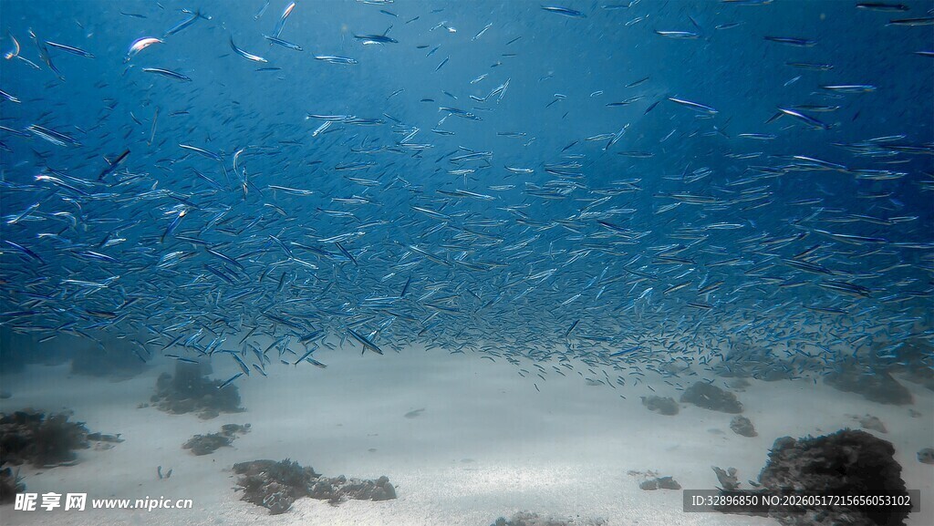 海底鱼群环绕礁石景象