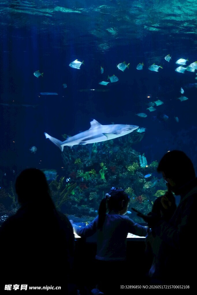 观赏水族馆中的鱼类景观