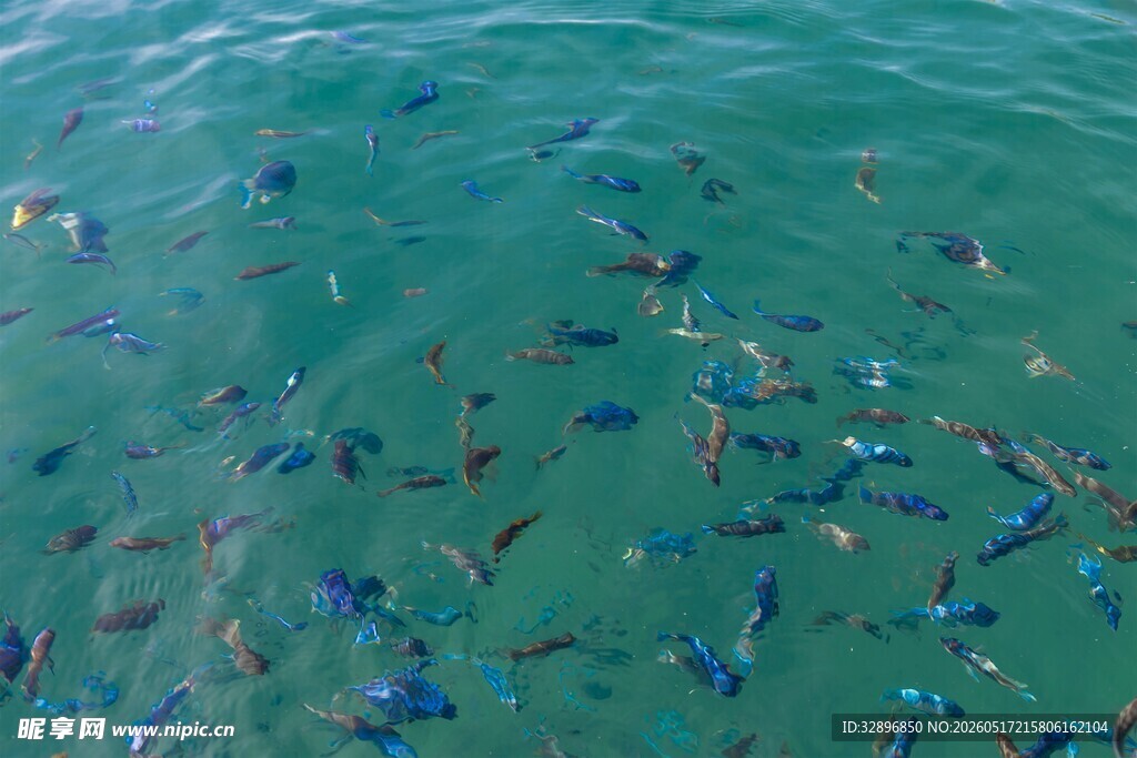 俯瞰海中群鱼游弋