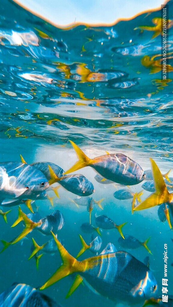 梦幻海底世界