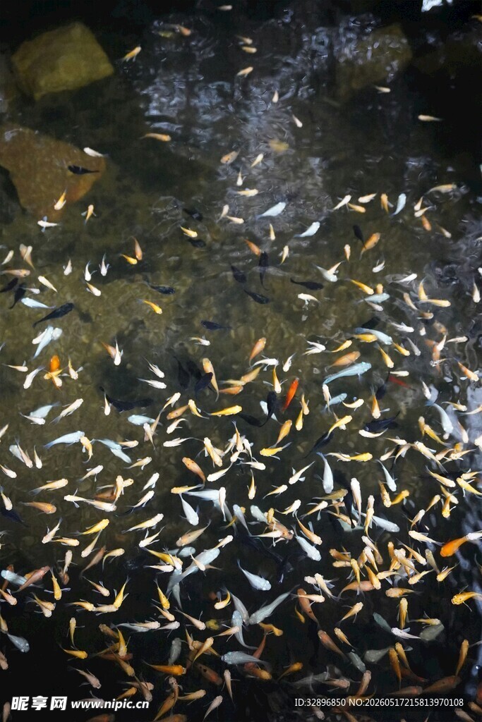 水中群鱼游动景象