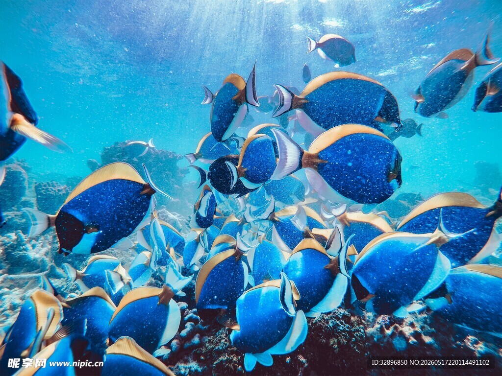 海洋中群游的蓝色热带鱼