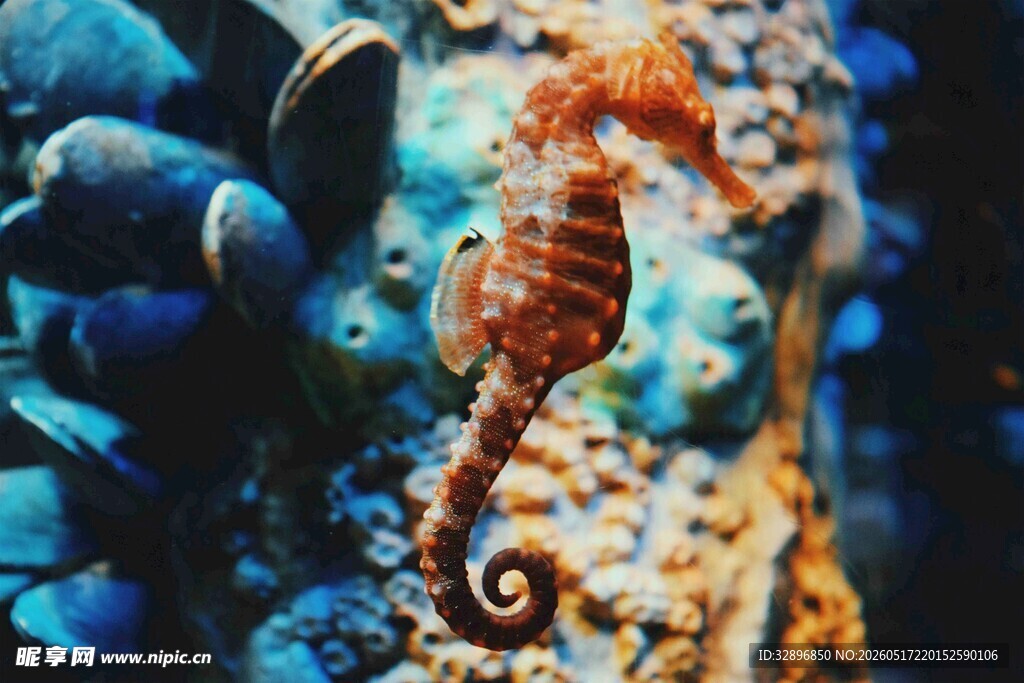 海底世界的可爱小海马
