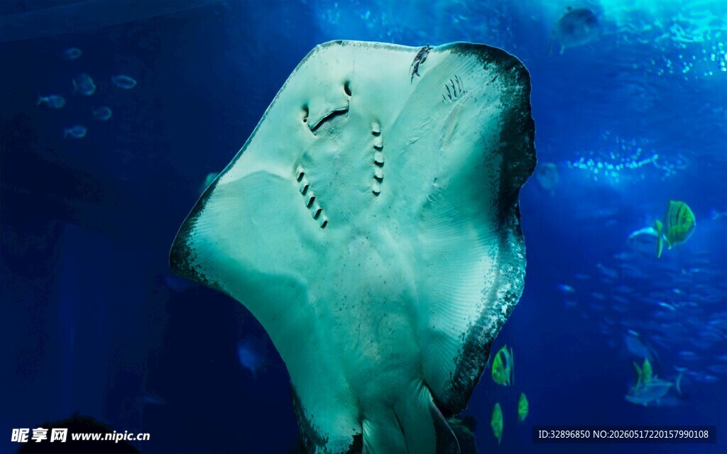 水族馆中的巨大蝠鲼