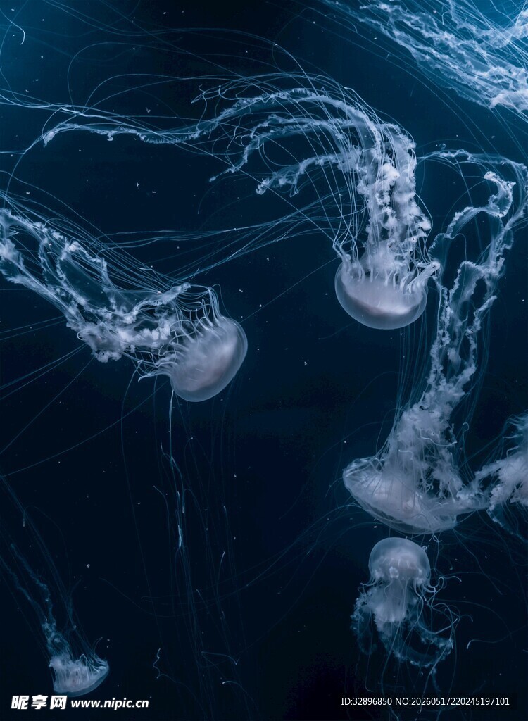 深海中游动的梦幻水母