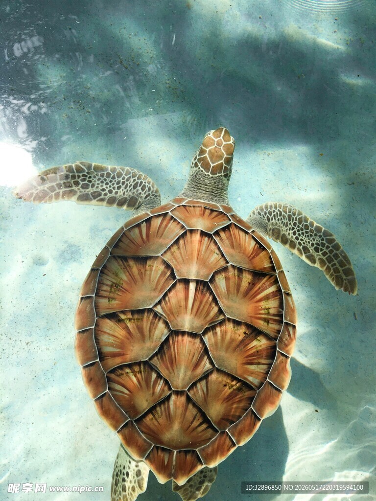 水中畅游的美丽海龟