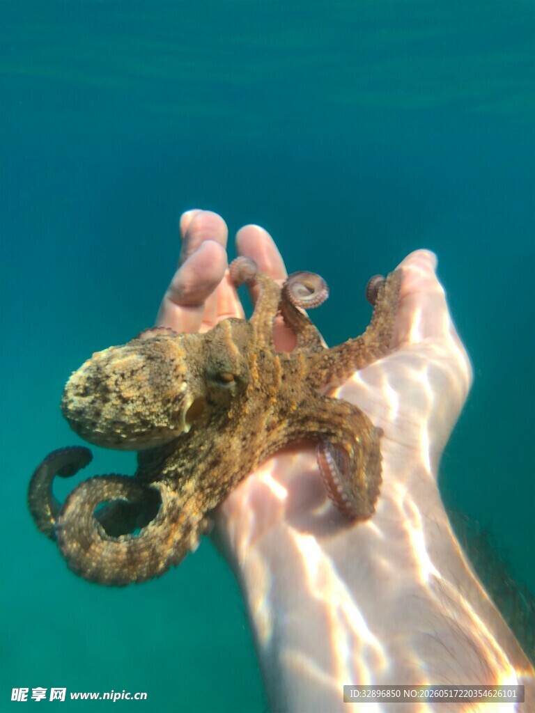 手中的小章鱼
