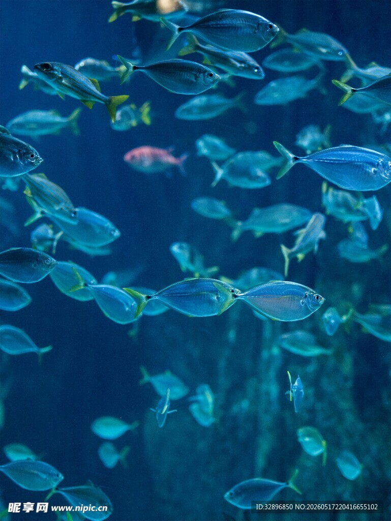 海洋中游动的成群美丽小鱼