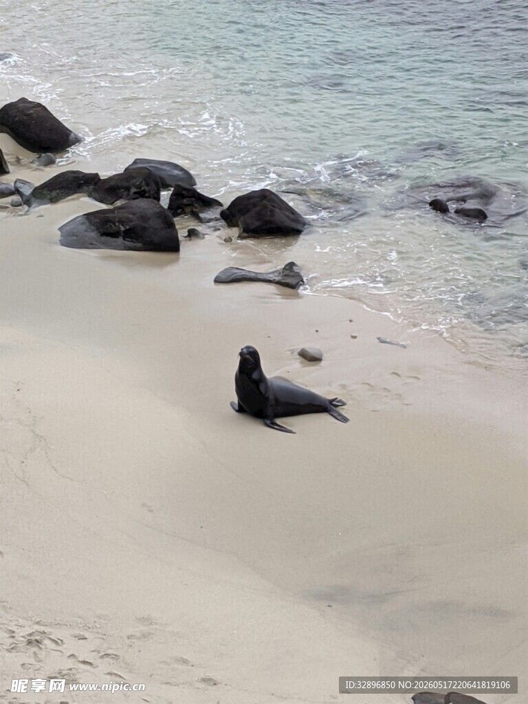 海滩上的海豹
