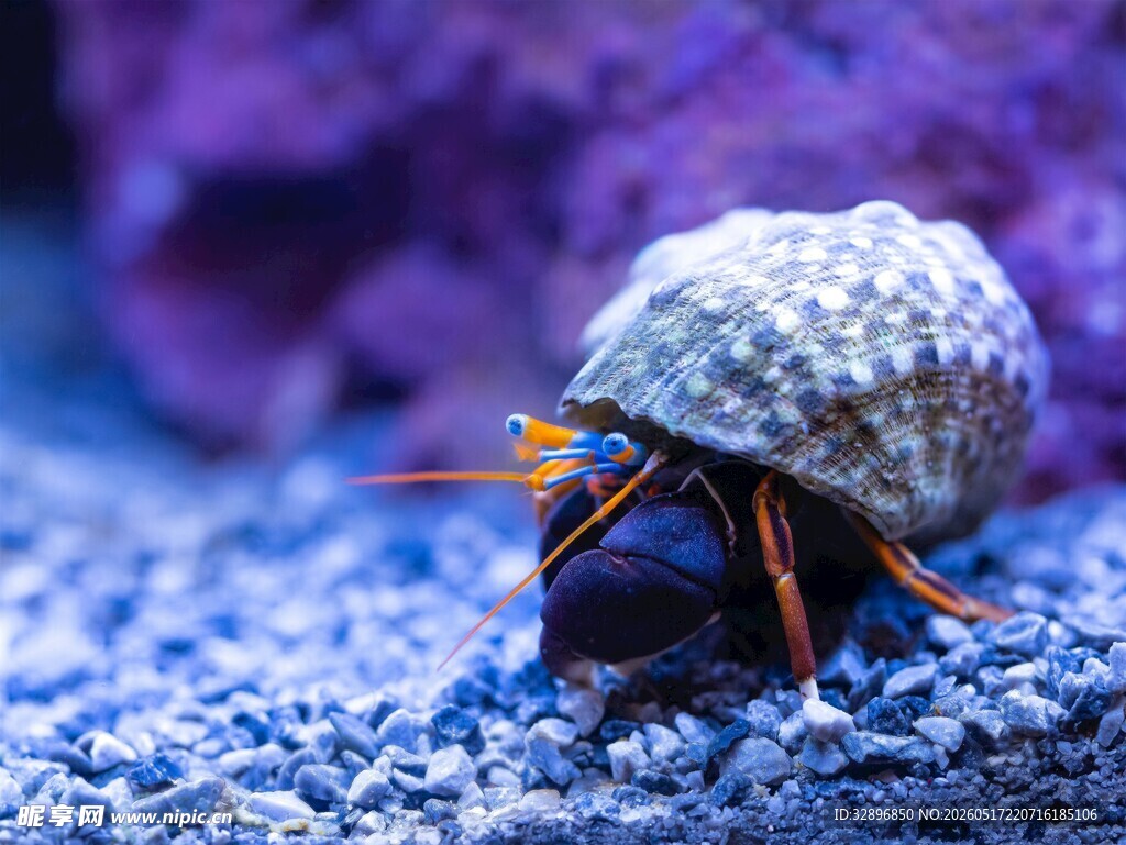 寄居蟹在蓝色沙地上的瞬间