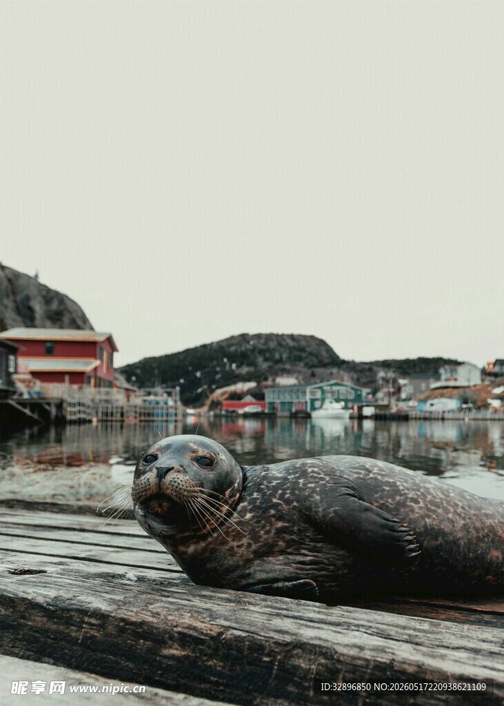 海边休憩的可爱海豹