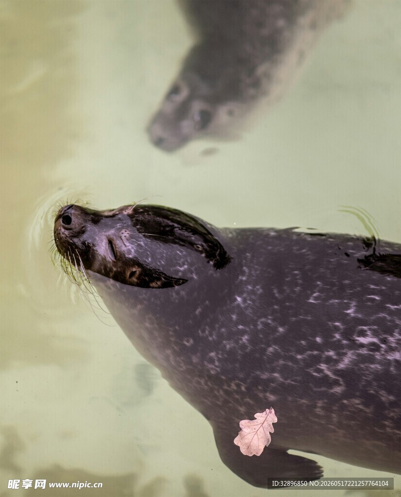 水中海豹特写