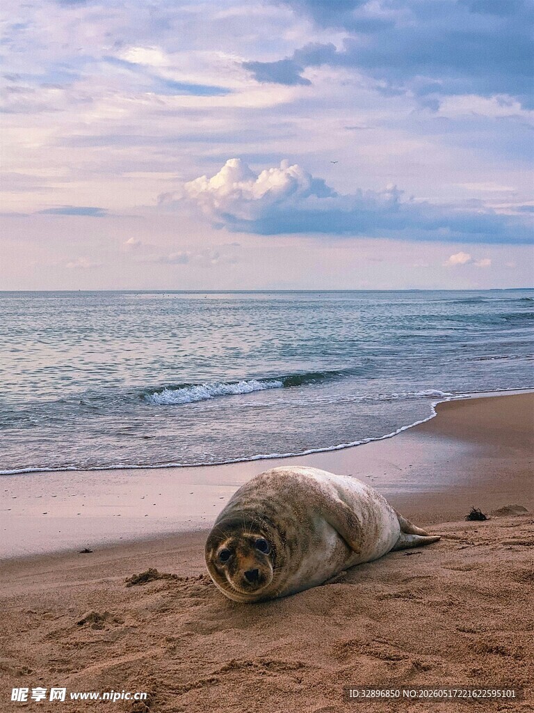 沙滩上休憩的海豹
