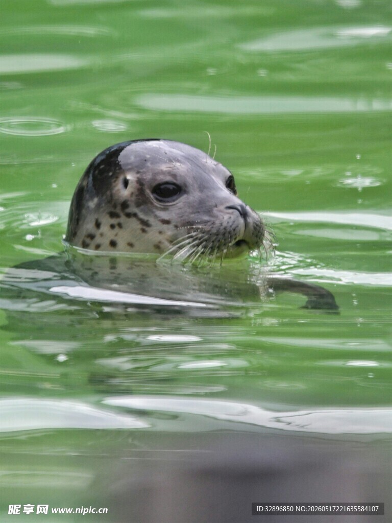 水中的斑点海豹