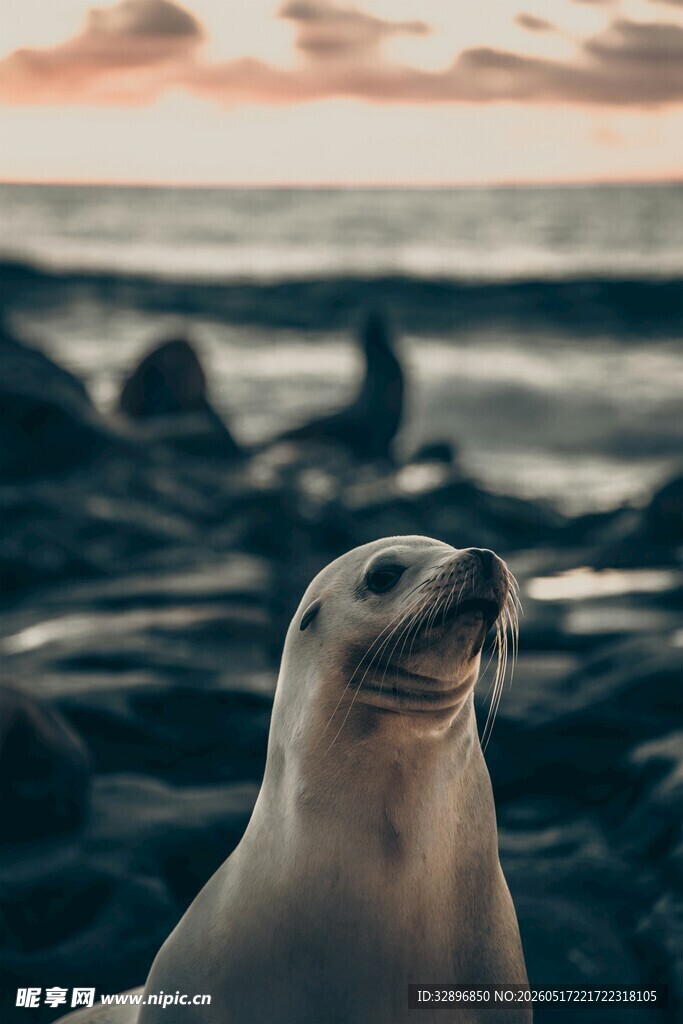 海边的可爱海狮