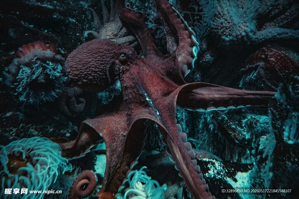 深海神秘奇特生物景观