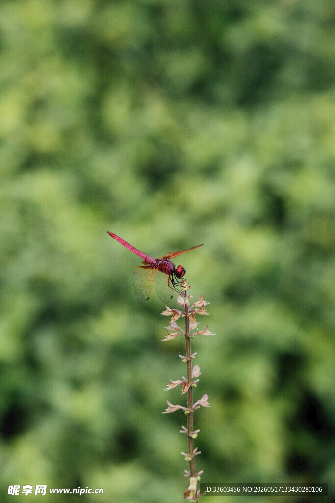 红蜻蜓停驻于绿色植物上