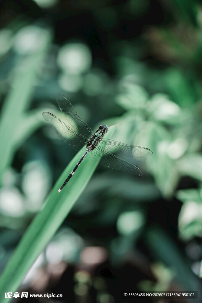 绿叶上的蜻蜓