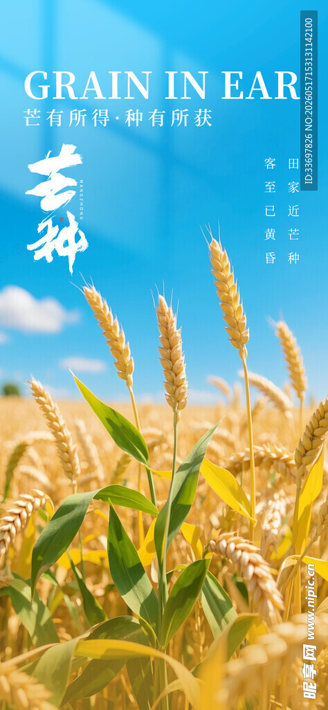 芒种
