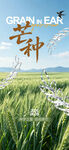 芒种