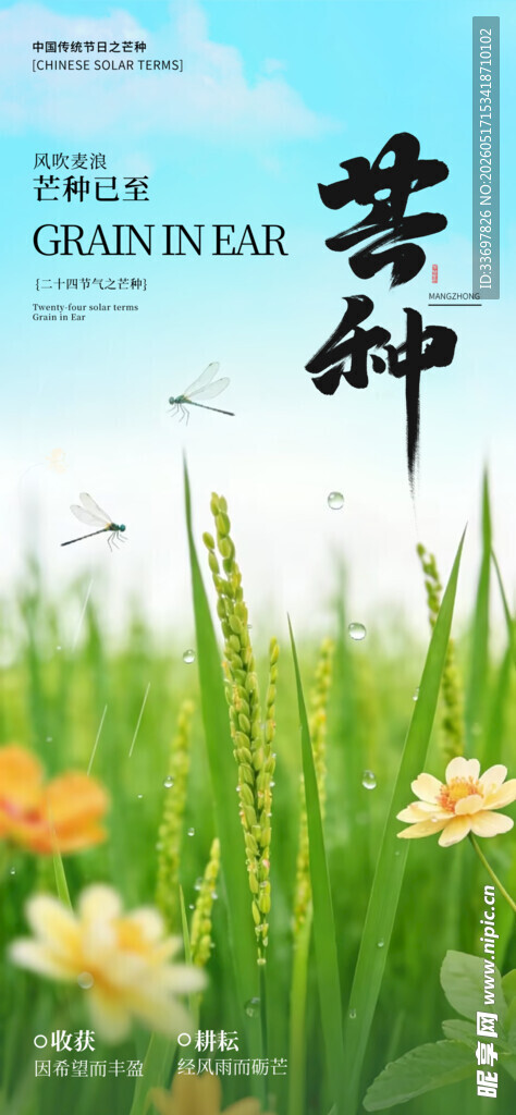 芒种