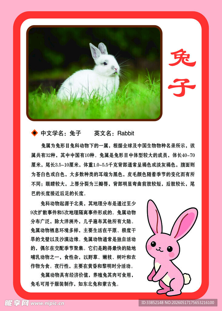 可爱白兔介绍
