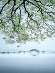 湖畔大树