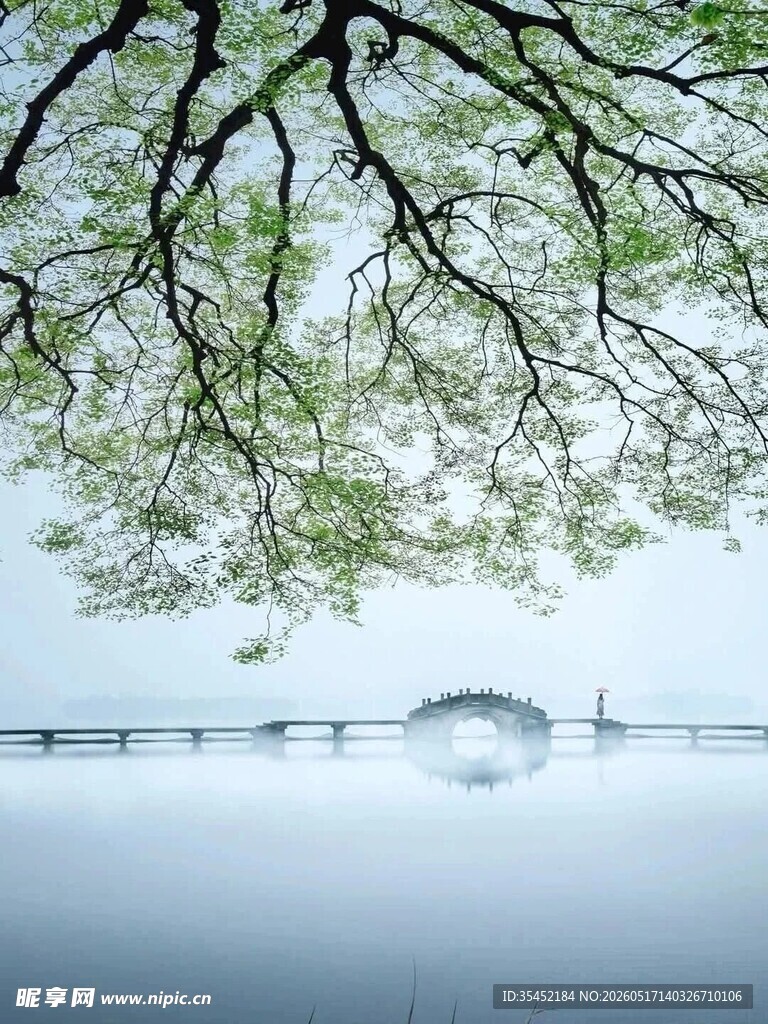 湖畔大树