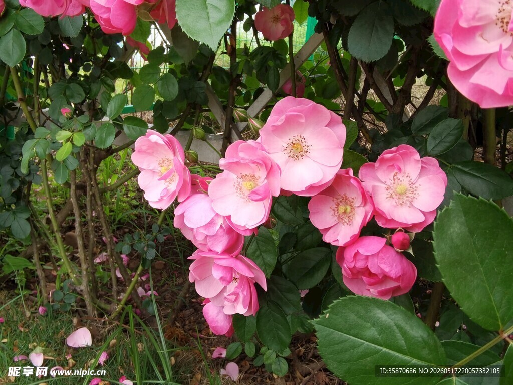 娇艳粉色月季花绽放
