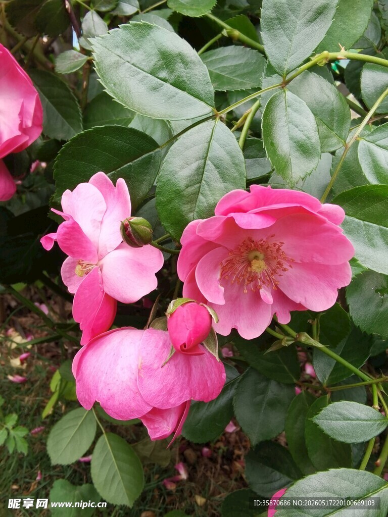 娇艳粉色山茶花绽放