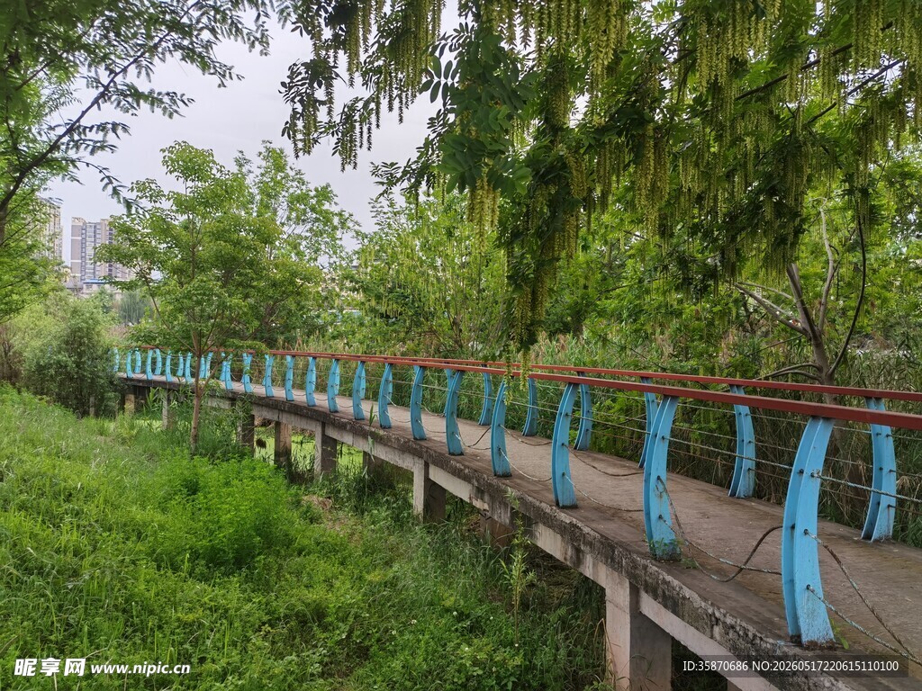 林间蓝木桥自然景致美