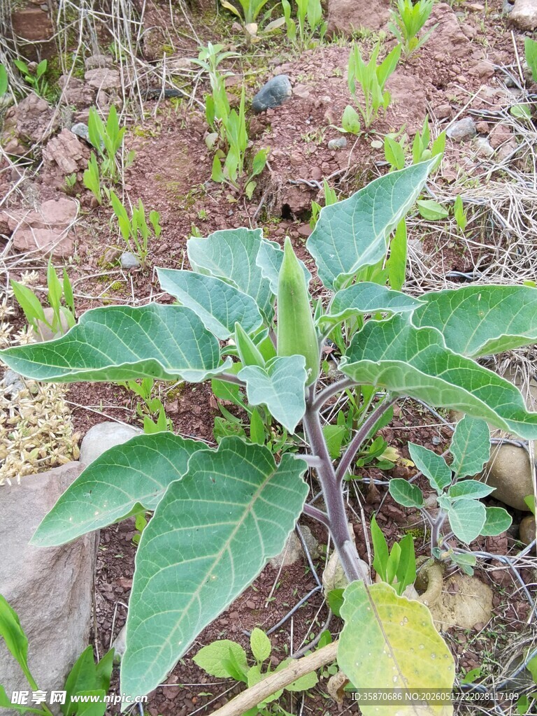 田间生长的曼陀罗植株