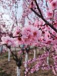 桃花 鲜花