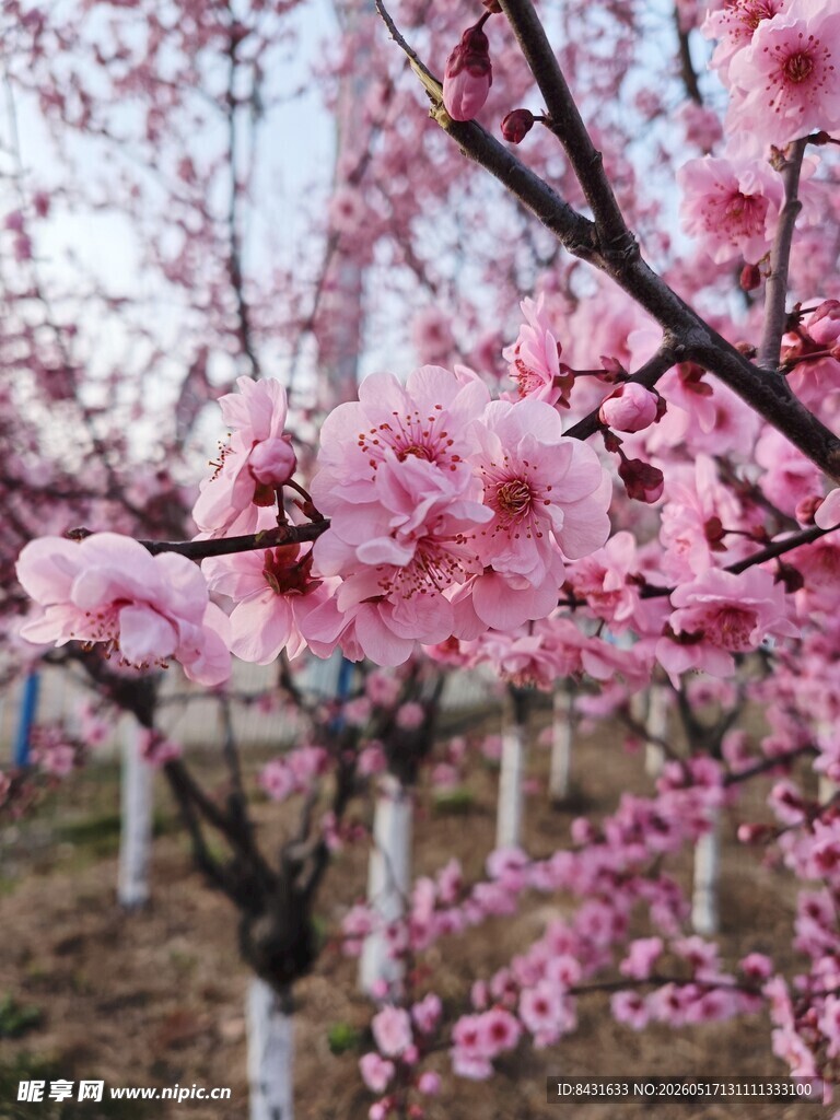 桃花 鲜花
