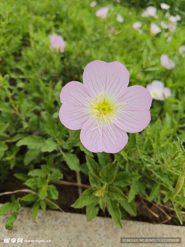 月见草 花朵