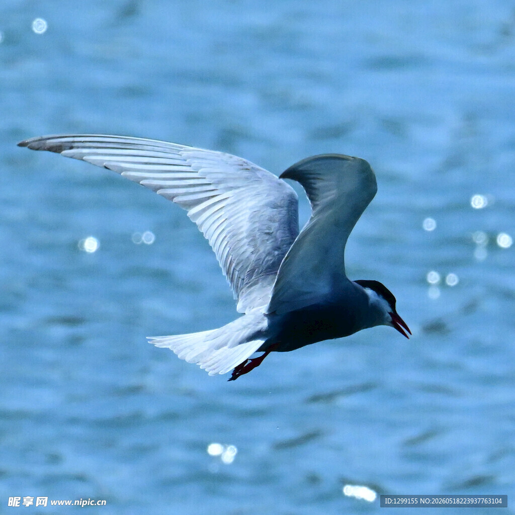 飞翔的海鸟