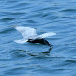 海鸥水面捕食瞬间