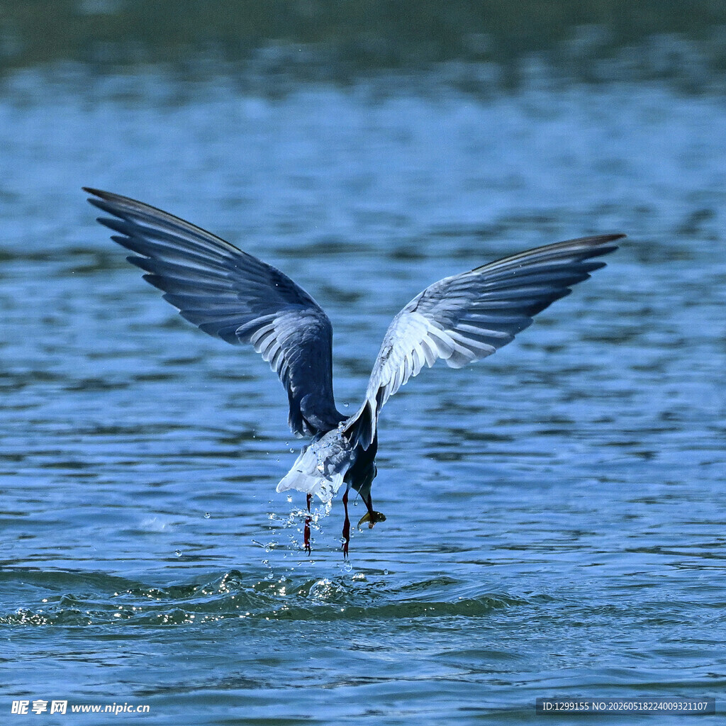 飞鸟掠水瞬间