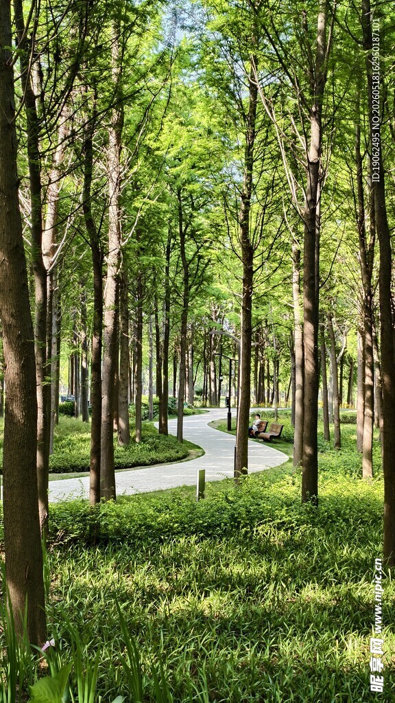 林荫漫步道