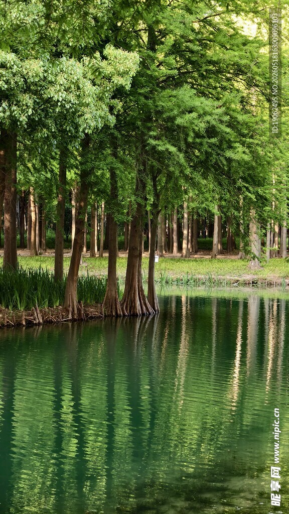 杉林与湖光