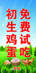 初生鸡蛋免费试吃