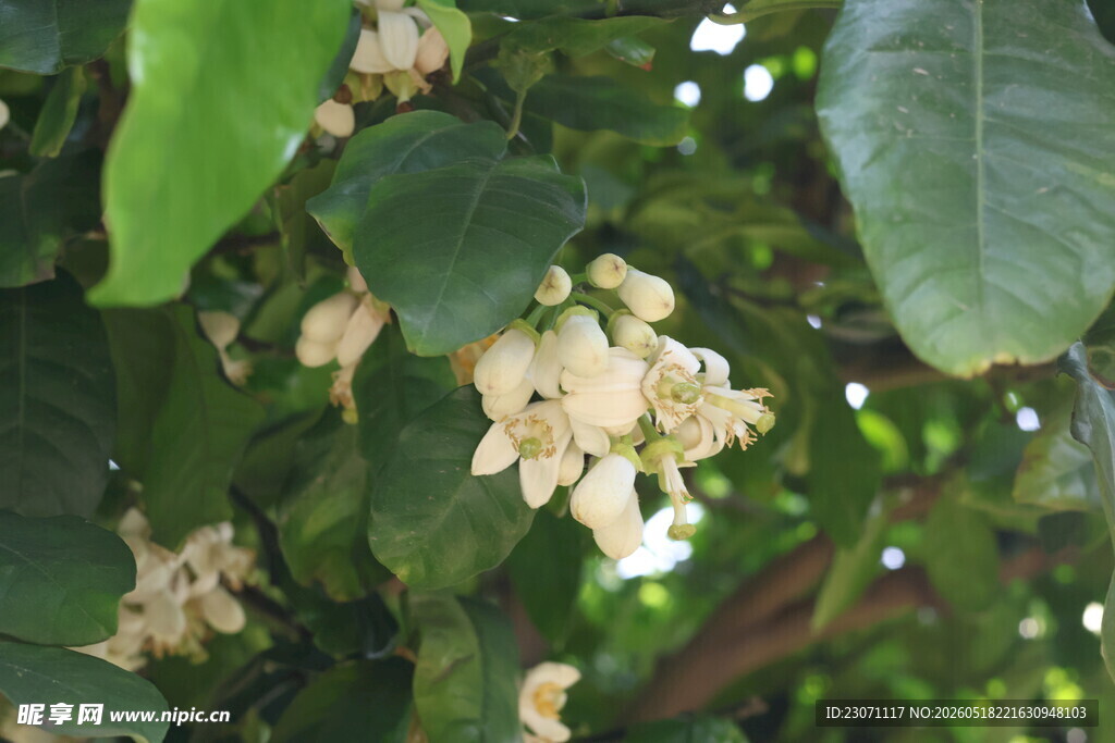 柚子花