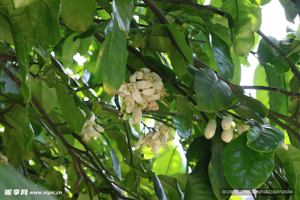 柚子花