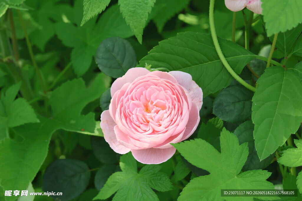粉色月季花