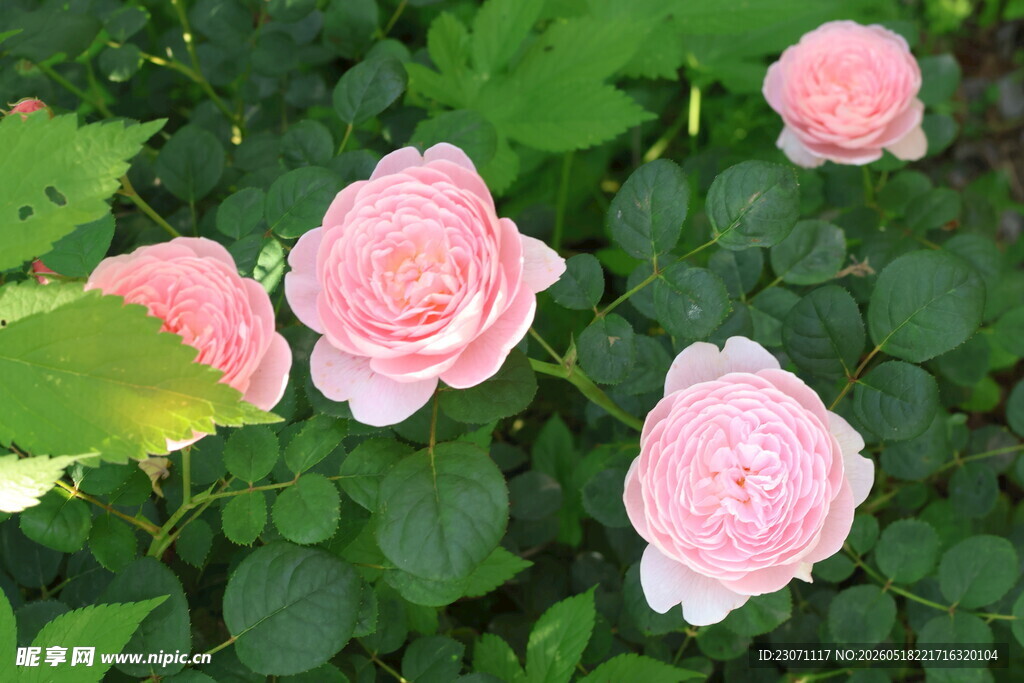 粉色月季花